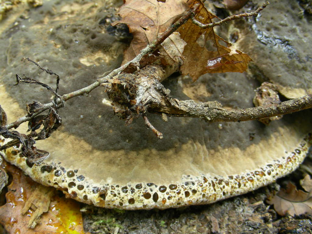 Inonotus dryadeus ...